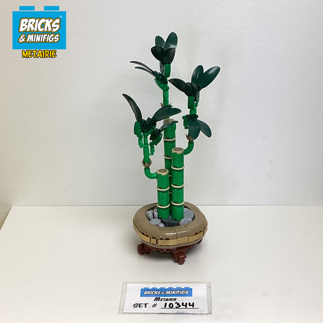 10344 Lucky Bamboo (U) product image 1, provided for visual reference and product detail review