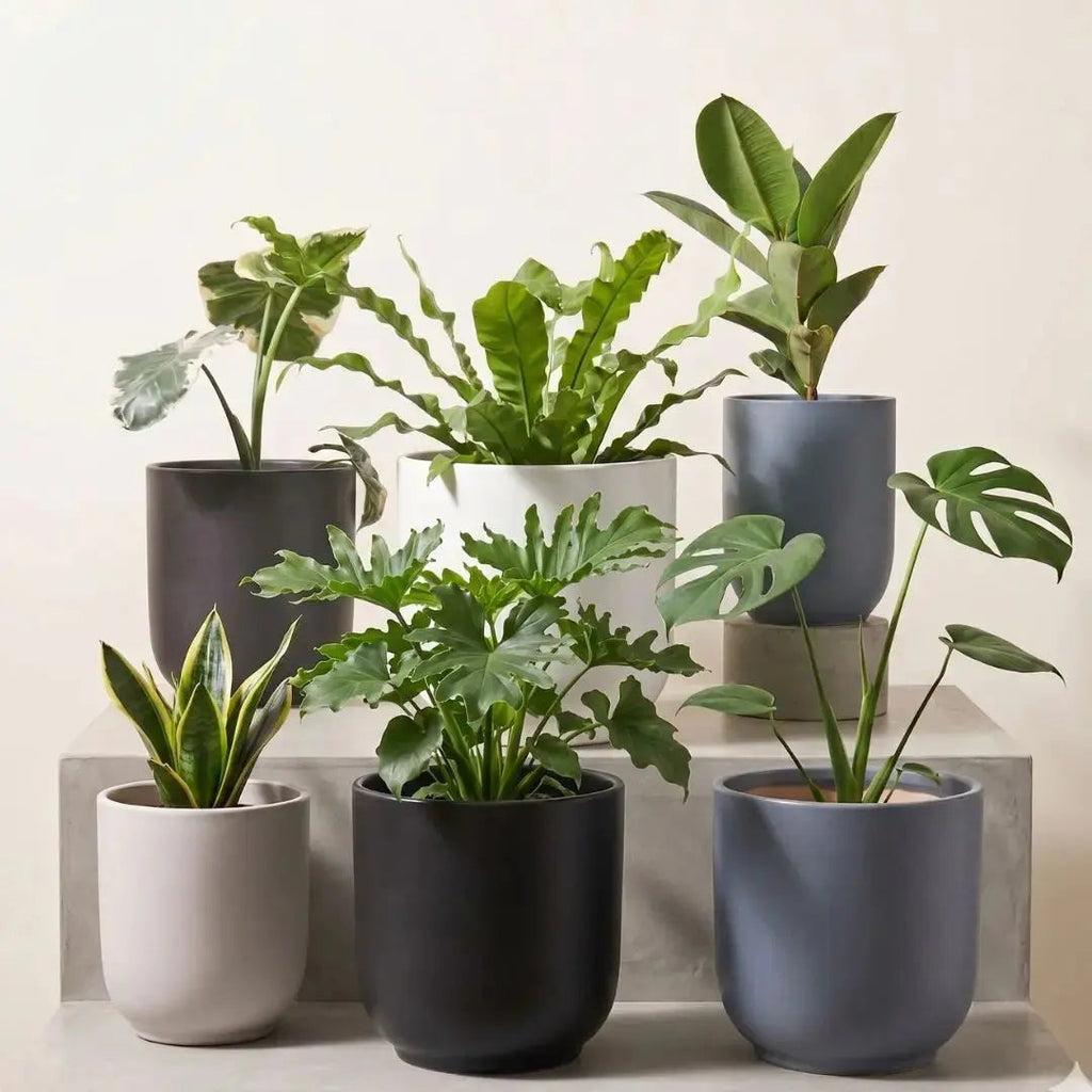 Modern Ceramic Plain Coloured Flower Pot